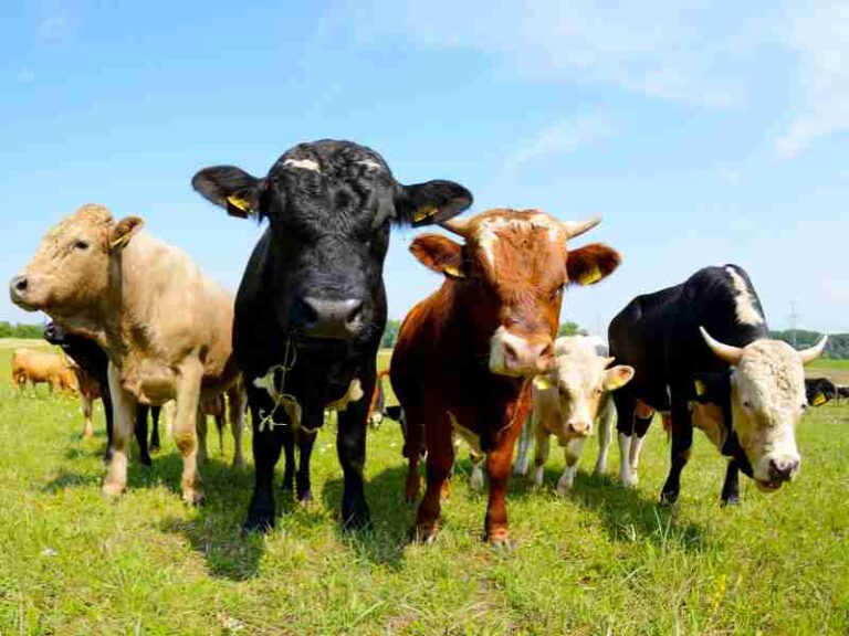 allevamento investimentimagazineit