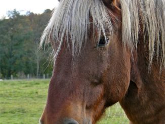 Tête de cheval de traie