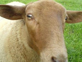 Un mouton dans un champs