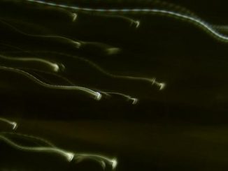 Spermatozoïdes en action