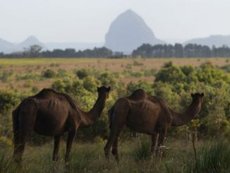 dromadaires en australie