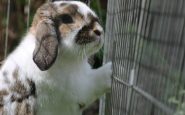 comment fabriquer cage lapin