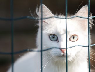 Abandons accrus des chats et des chiens