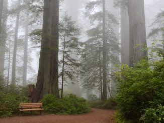 arbol mas grande del mundo 768x508 1