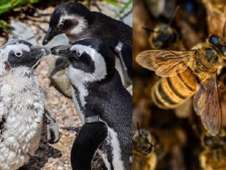 Des abeilles attaquent une colonie de manchots menacés en Afrique du Sud : 63 morts