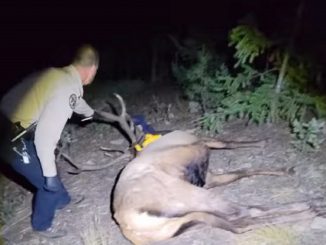 Un élan libéré avec un pneu autour du cou : il était piégé depuis deux ans