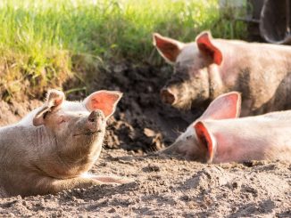 L'aéroport d'Amsterdam: des cochons contribient à sa sécurité contre les oies