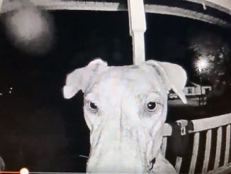 Mary Lynn très surprise de la façon dont sa chienne Rajah retourne à la maison