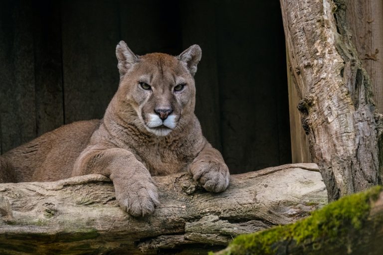 Un Puma en liberté au Pas-de-Calais