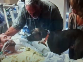 Une chienne souhaite un dernier adieu à son maître à l'hôpital