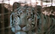 L'émission se déroulera désormais sans tigre