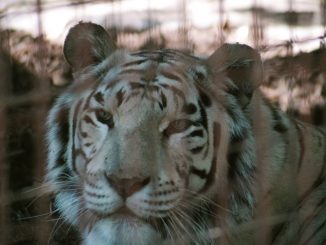 L'émission se déroulera désormais sans tigre