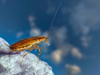 Pour la Saint-Valentin, ce zoo anglais propose de nommer un cafard avec le nom de votre ex
