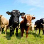 allevamento investimentimagazineit