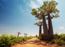 baobabs