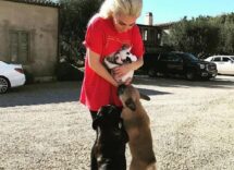 lady gaga dogs
